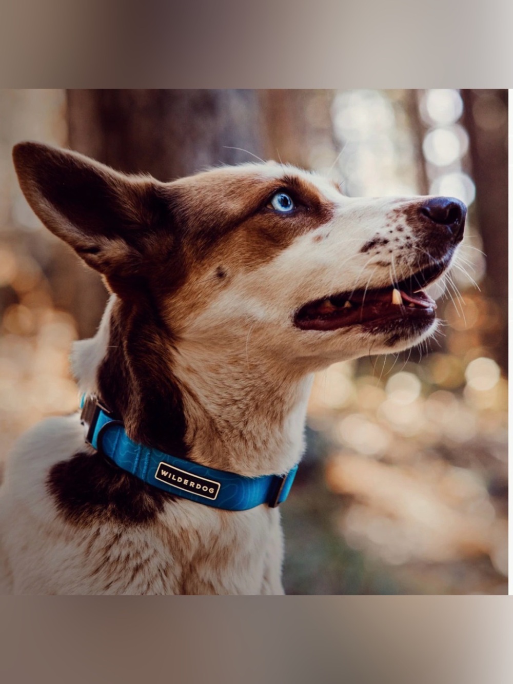 NWT Wilderdog Waterproof Dog Collar Sz Small (multiple colors)
